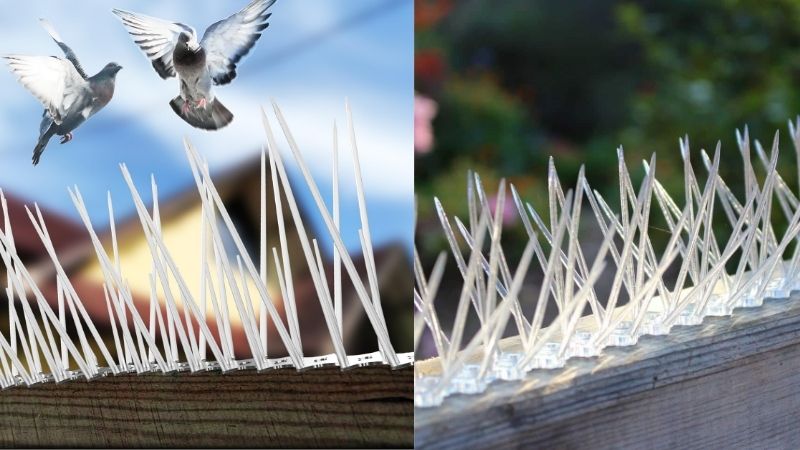 Bird Spikes