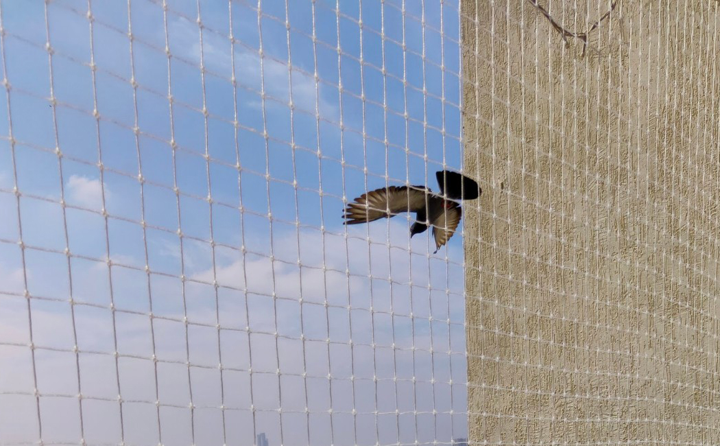 Anti Bird Safety Nets
